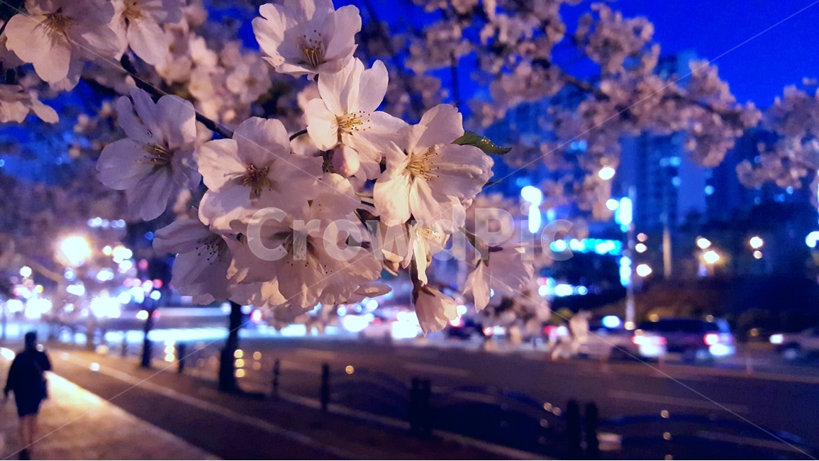 벚꽃,꽃,밤,봄,도시,봄,계절,spring,season,야경,밤,풍경,nightscape,night,landscape,식물,자연,plants,nature,꽃,flower,plant,blossom