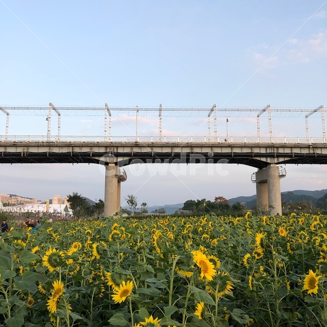 해바라기,꽃,여유,가을,하늘