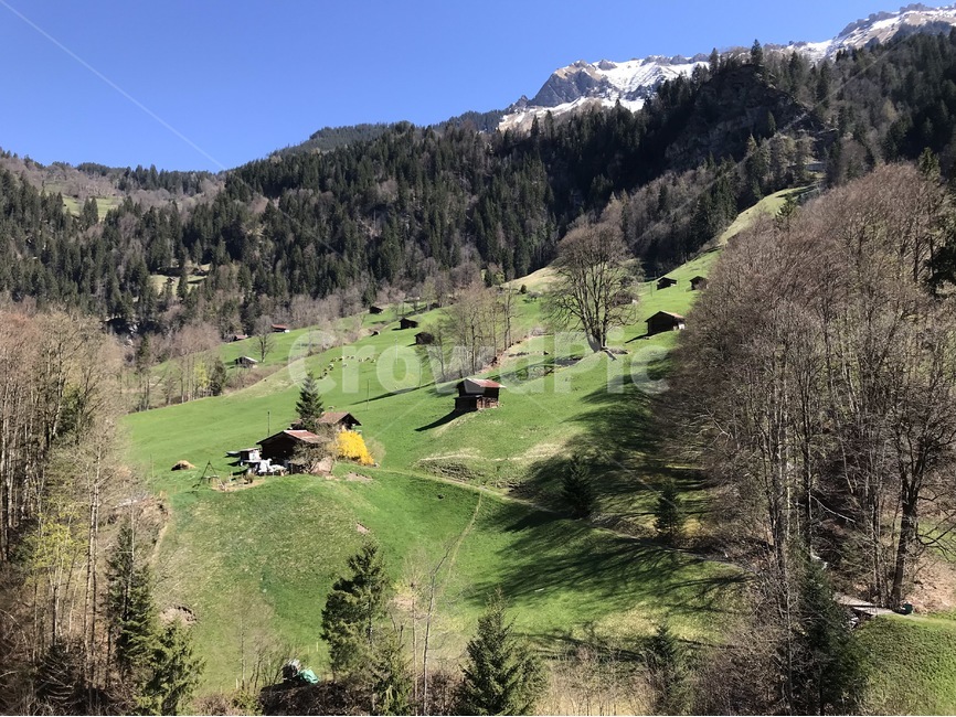 스위스,풍경,자연,그린델발트,언덕