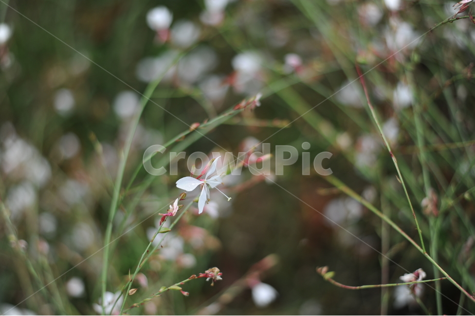 감성사진,꽃,계절,가을,풀,식물,flower,감성,가을꽃,식물,자연,plants,nature,꽃,flower