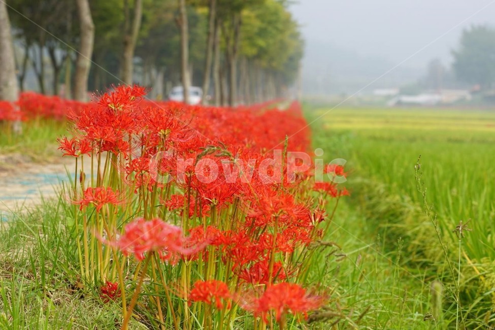 꽃,상사화,꽃무릇,자연,식물,가을,붉은꽃,red,fiower,nature,tree,나무,green,fall,논,벼,가로수,길,식물,자연,plants,nature,꽃,flower