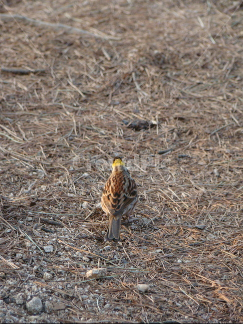 animal,동물,bird,새,ground,바닥