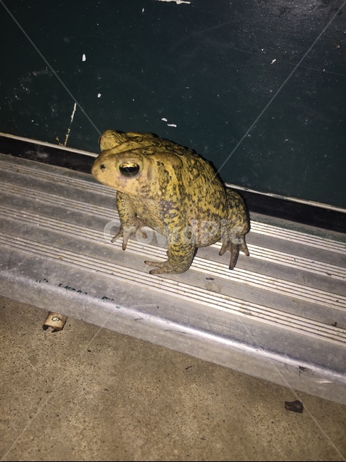 두꺼비,떡두꺼비,뜻밖의손님,손님,toads,비오는날,동물,animal,파충류,양서류,reptile,amphibian