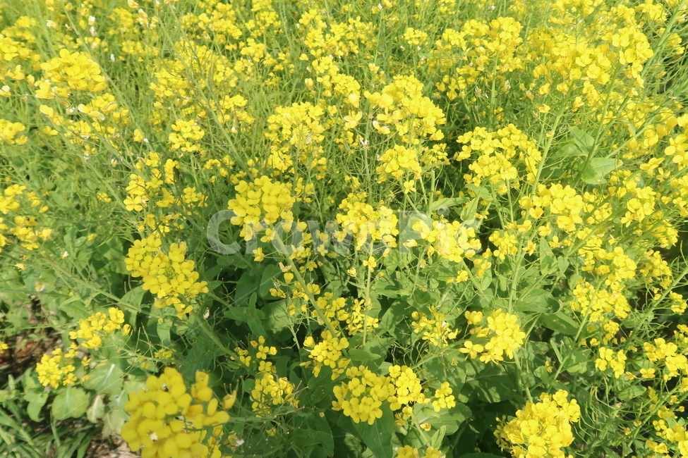 유채꽃,노란꽃,제주도,제주,꽃,제주도꽃,봄꽃,field,들,plant,식물,outdoors,옥외,flower,jeju,jejuisland,yellow,yellowflower,nature,자연