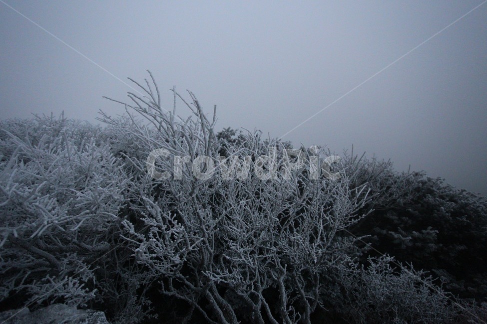 한라산,제주도,산,상고대,자연,숲,겨울,눈,눈꽃,snow