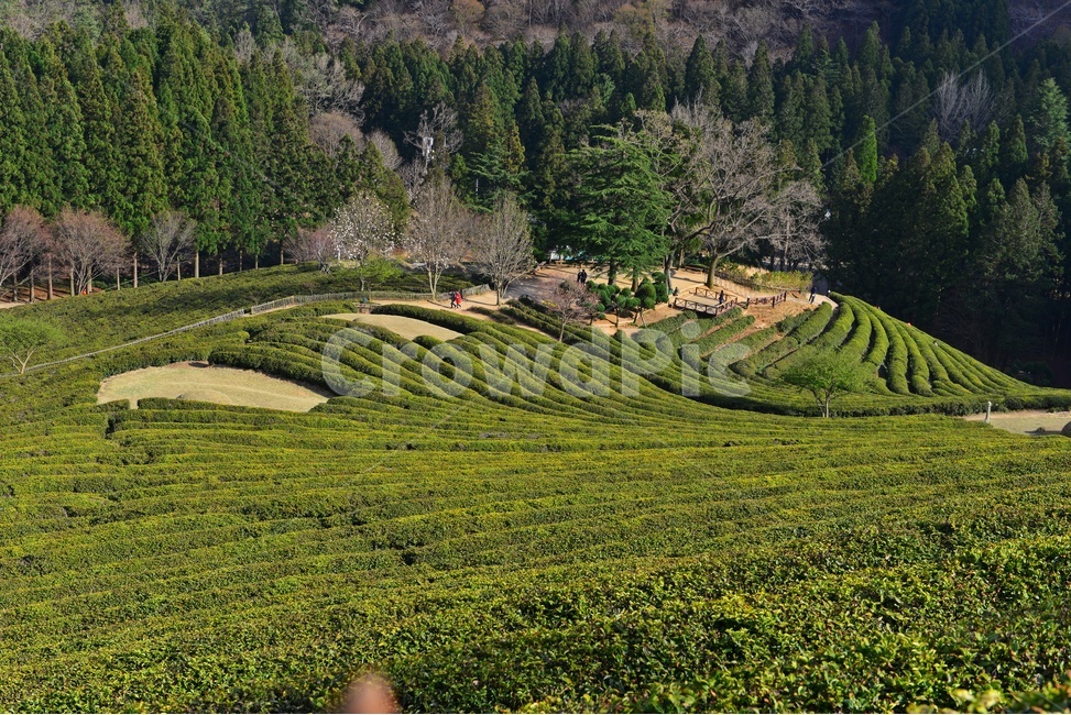 outdoors,옥외,nature,자연,rural,농촌,plant,식물,tree,나무,보성,대한다원,다원,녹차밭,녹차,녹차잎,농업,농경,농사,경작,목련,대한다원목련