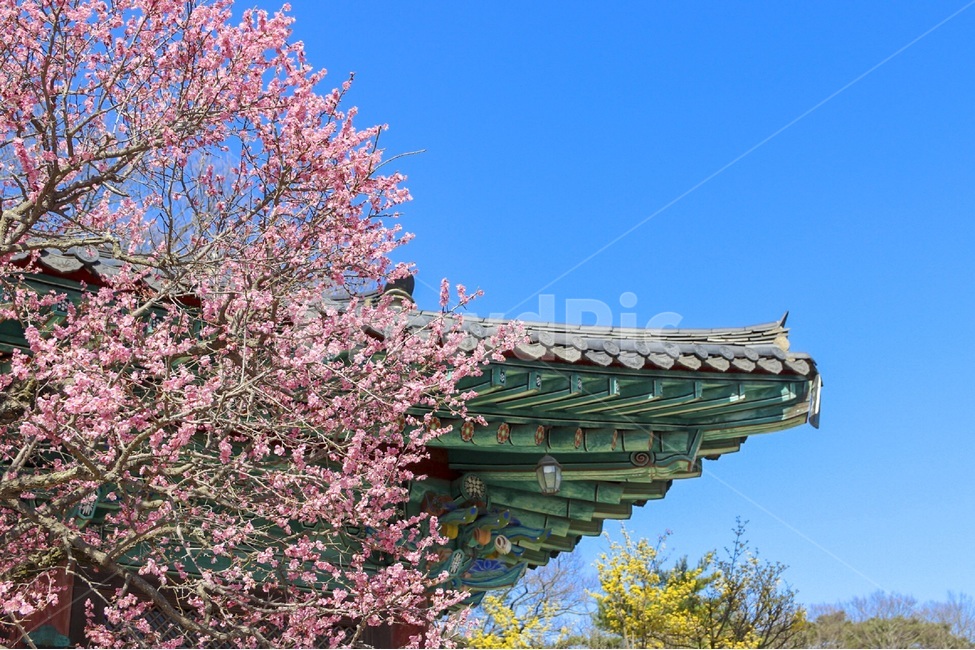 홍매화,매화,꽃,자연,봄꽃,식물,계절,plants,nature,spring,season,flower,나무,tree,봄,봄,계절,spring,season,한국전통,한국문화,korean traditional,korean culture,식물,자연,plants,nature,꽃,flower,plant