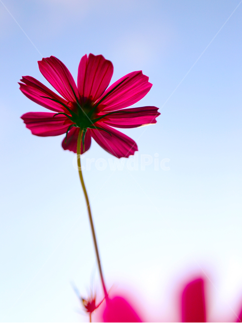 코스모스,분홍,꽃,예쁜꽃,가을,식물,가을,계절,fall,autumn,season,식물,자연,plants,nature,꽃,flower,색깔,색상,색채,색감,color sense,color sensitivity,feeling of color,plant,blossom,petal,꽃잎,daisy,데이지,daisies