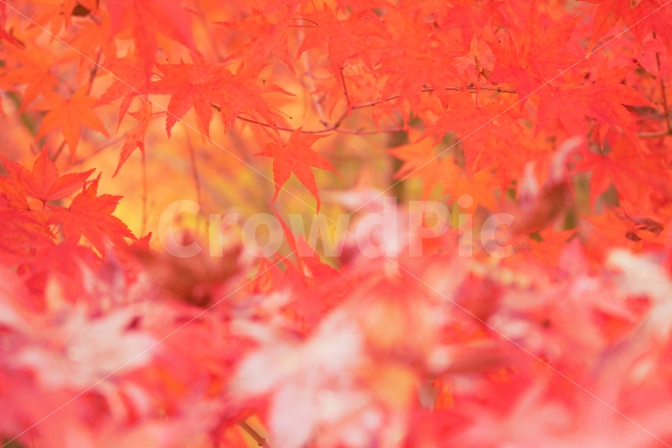 가을,자연,감성사진,풍경사진,단풍,단풍나무,단풍잎,색감,red,가을,계절,fall,autumn,season,식물,자연,plants,nature,색깔,색상,색채,색감,color sense,color sensitivity,feeling of color,plant,leaf,잎,tree,나무,maple
