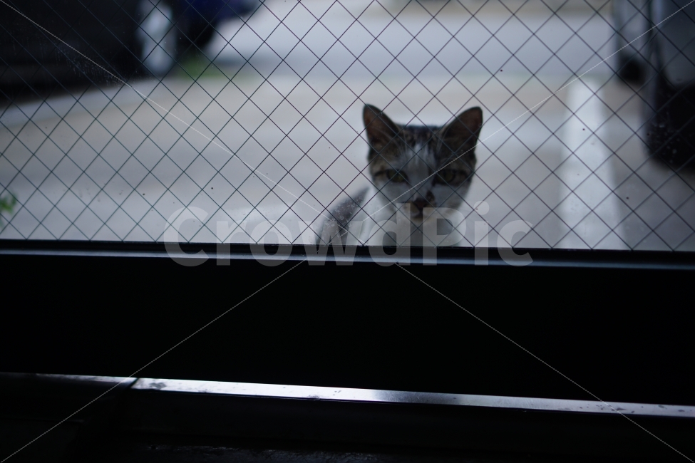 고양이,애완동물,냥냥이,집사,집중,홍글,동물,animal,포유류,mammal,고양이,cat,kitten,kitty