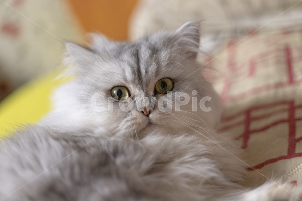 고양이,cat,페르시안,페르시안친칠라,애완동물,pet,동물,animal,포유류,mammal,고양이,cat,kitten,kitty