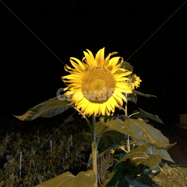plant,식물,sunflower,해바라기,꽃,밤,식물,자연,plants,nature,꽃,flower