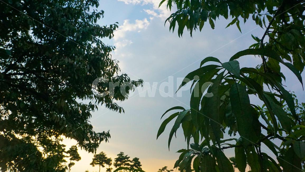노을,sunset,나무,잎,하늘,분위기,tree,leaves,sky,mood,plant,자연,풍경,nature,landscape