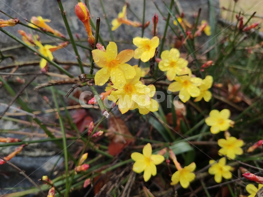 영춘화,중국원산,개나리의꽃,노란꽃,개나리,봄,봄꽃,blossom,plant,식물,flower,꽃