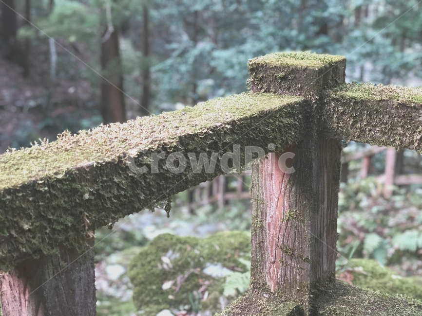 plant,식물,tree,나무,treetrunk,나무줄기,이끼,데크
