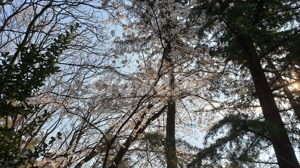 벚꽃,소나무,봄,사쿠라,나무,식물,자연,풍경,nature,landscape,tree,plant,tree trunk,나무 줄기