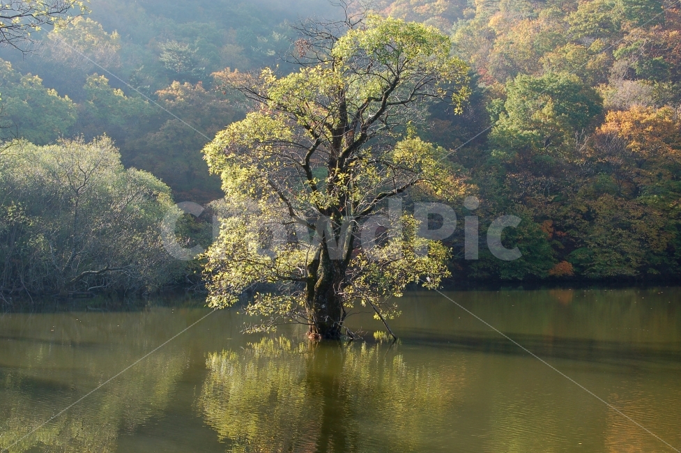 주산지,저수지,호수,나무,왕버들,풍경,가을,단풍,산,숲,자연,반영,물,풍경사진,풍경이미지,청송군,경상북도,한국,가을,계절,fall,autumn,season,자연,풍경,nature,landscape,한국자연풍경,한국자연경관,korea nature landscape,식물,plants,나무,trees,wood,water,plant,tree