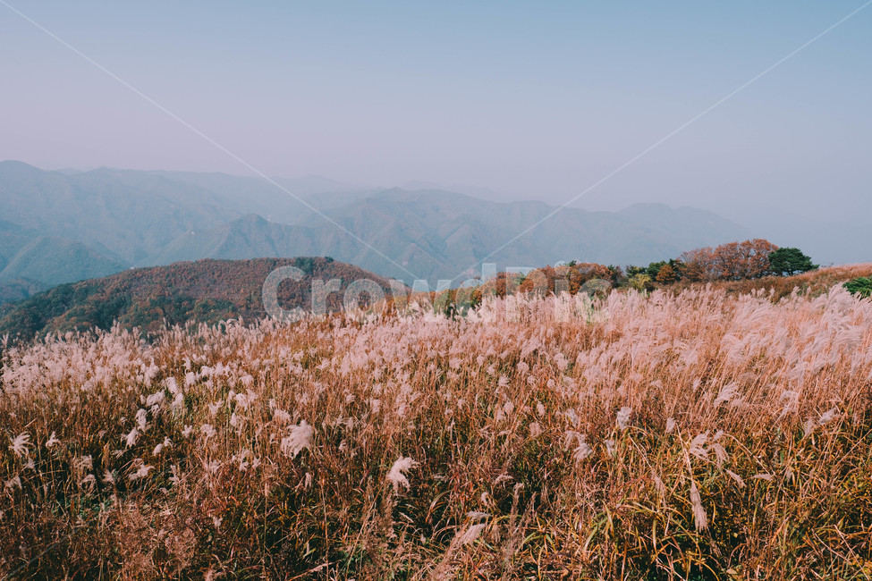 가을갈대,억새,축제,억새축제,하늘,파란하늘,가을하늘,민둥산,가을산,풍경,자연,바람,가을바람,계절,fall,autumn,season,nature,landscape,정상,흩날리는,한국자연경관,산행,억새밭,등산,산풍경,가을,계절,fall,autumn,season,자연,풍경,nature,landscape,한국자연풍경,한국자연경관,korea nature landscape,감성,sensible,feeling,outdoors,옥외,mountain range,산맥,mountain,산