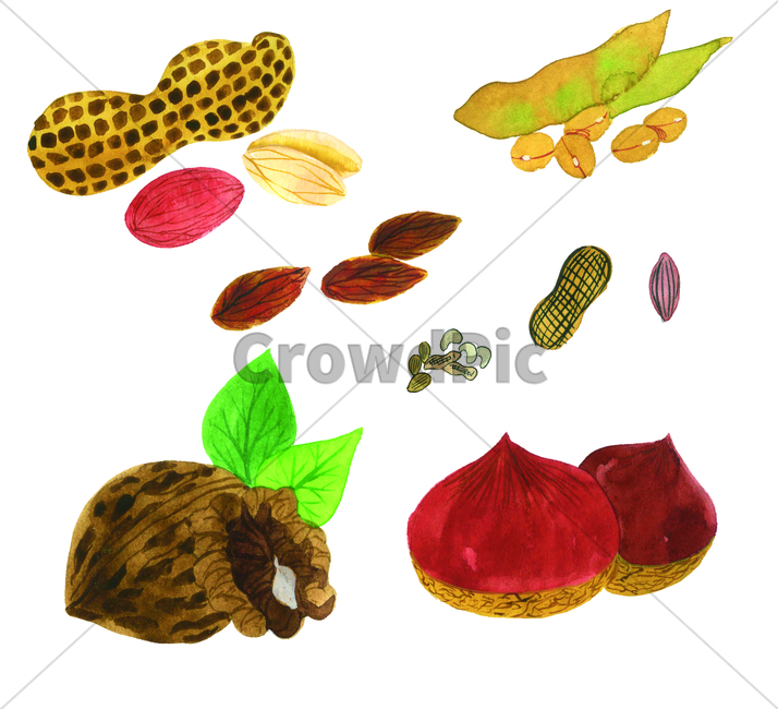 손그림,물감그림,호두,walnut,handdrawing,콩,bean,watercolor,견과류,nut,땅콩,peanut,groundnut,아몬드,almond,밤,chestnut