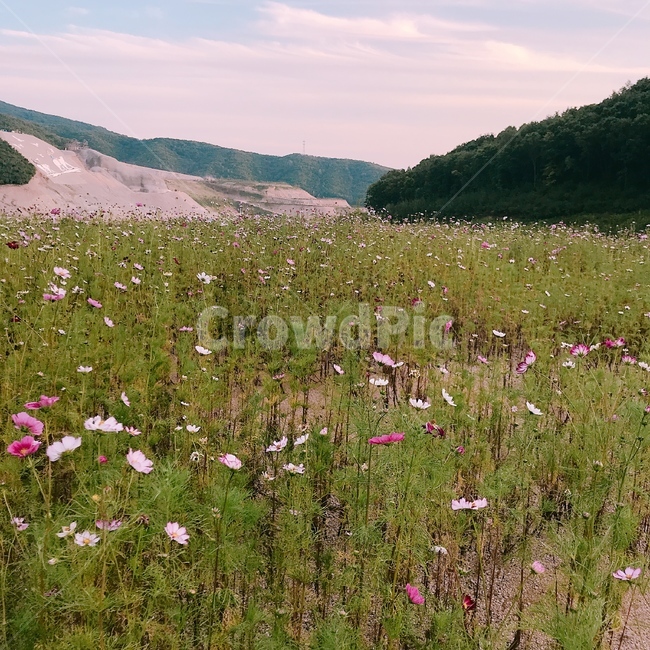 코스모스,코스모스밭,가을,산,꽃밭,꽃,푸른하늘,가을날씨