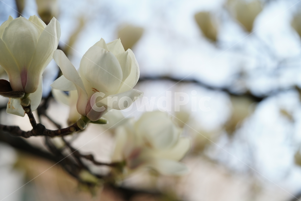 봄,봄꽃,목련,계절,봄날,꽃,플라워,나무,화이트,흰색,느낌,감성,색감,white,생명,식물,생물,식물,자연,plants,nature,꽃,flower