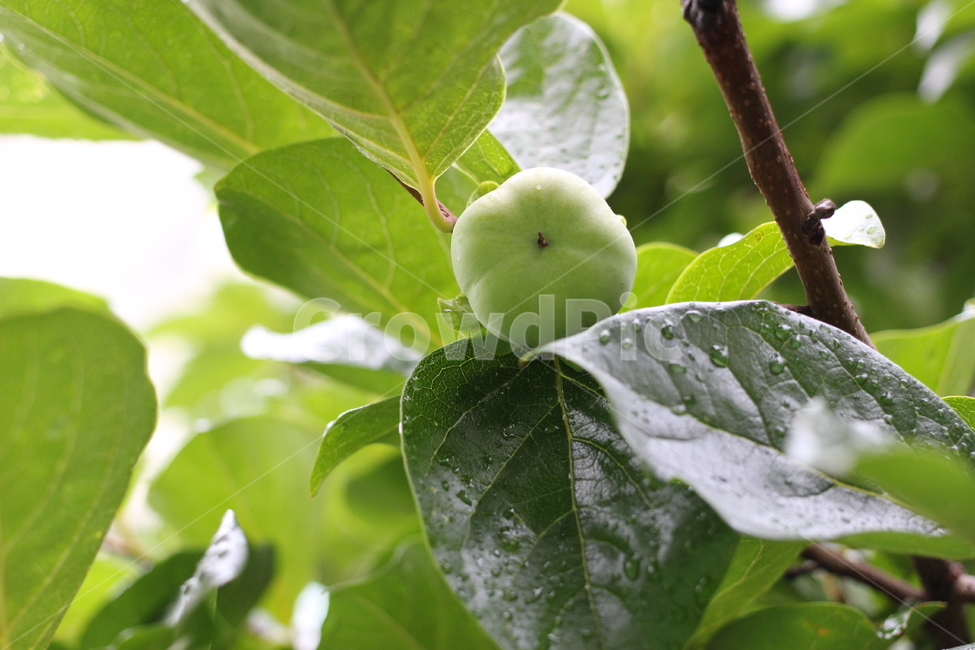 비오는날,자연,환경,열매,초록색,초록잎,tree,rain,비,green,식물,자연,plants,nature,과일,열매,fruit,비,비오는날,rain,rainy