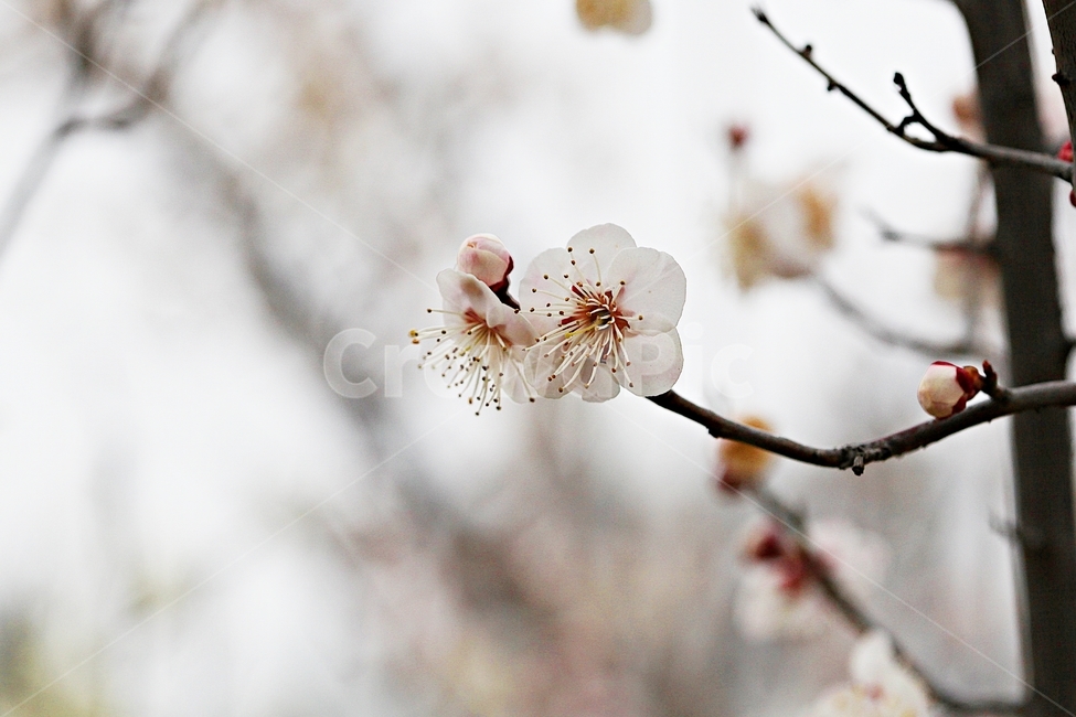 살구꽃,꽃,살구나무,자연,배경,봄,계절,spring,season,식물,자연,plants,nature,꽃,flower,plant
