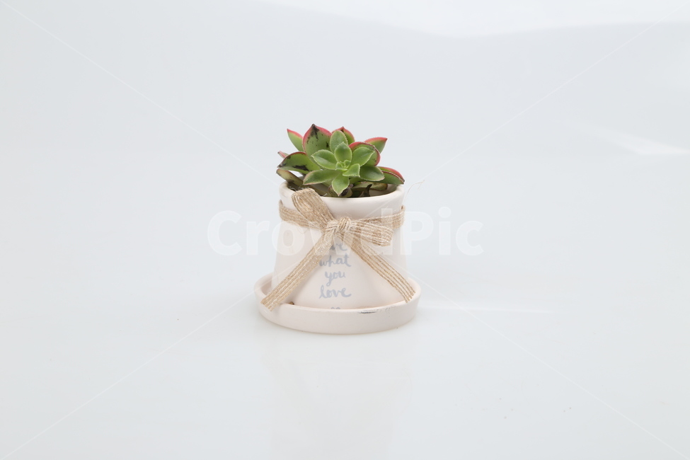 선인장,플라워,꽃,스타일,패션,식물,자연,plants,nature,실내용화초,화분,화초,house plant,누끼,remove background