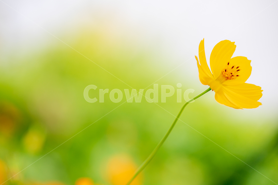 코스모스,가을꽃,노랑색꽃,노란꽃,식물,노랑,flower,꽃,plant,식물,자연,plants,nature,꽃,flower