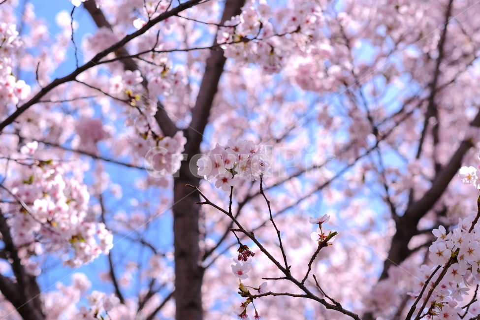 plant,식물,flower,꽃,blossom,벚꽃,벚꽃엔딩,벚꽃나무,봄,계절,spring,season
