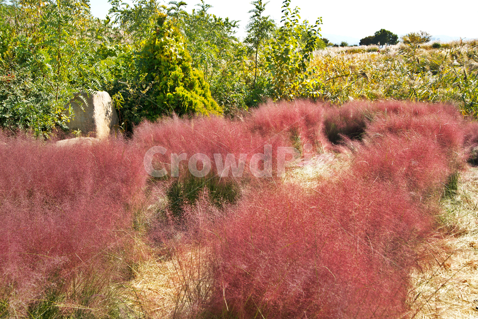 핑크뮬리,pinkmuhly,쥐꼬리새류,여러해살이풀,분홍억새,헤어리온뮬리,걸프뮬리,정원식물,가을,계절,fall,autumn,season,nature,자연,outdoors,옥외,field,들,grassland,목초지,vegetation,초목,bush,부시,plant,식물