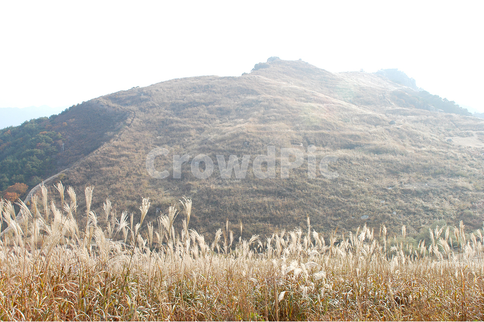 자연,산,억새,화왕산,구름,가을,계절,fall,autumn,season,자연,풍경,nature,landscape,plant,식물,grass,잔디,lawn,reed,갈대