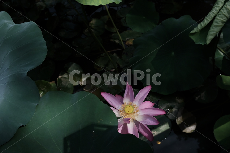 연꽃,수련,연못,꽃,연잎,식물,자연,plants,nature,꽃,flower