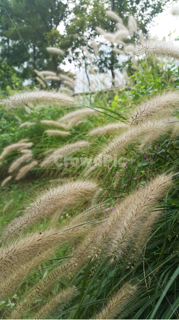 강아지풀,풀,식물,갈대,산책,plant,reed,glue