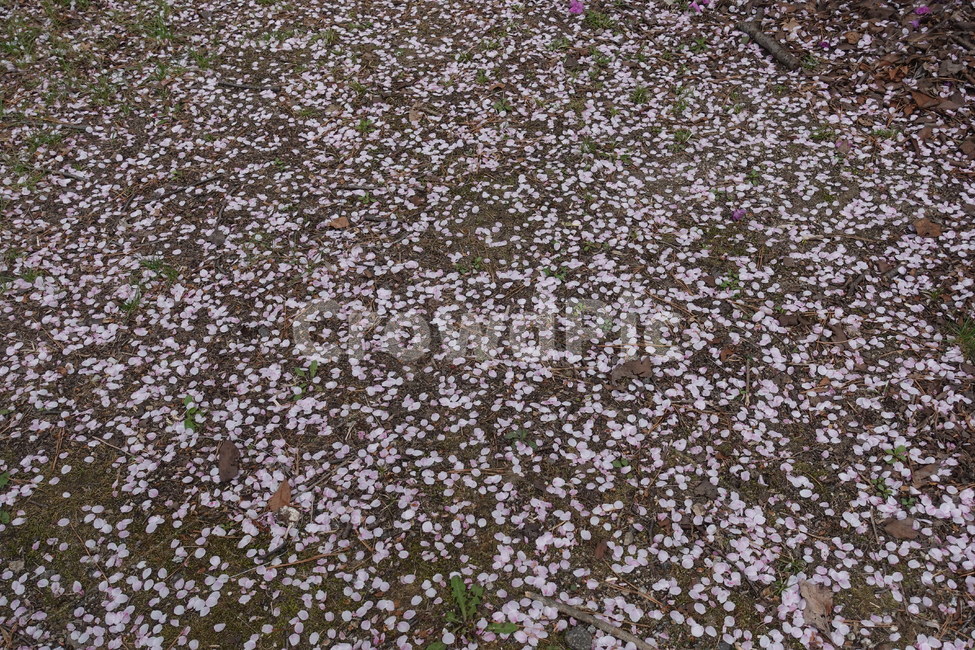 벚꽃,벚꽃잎,꽃잎,봄,자연,풍경