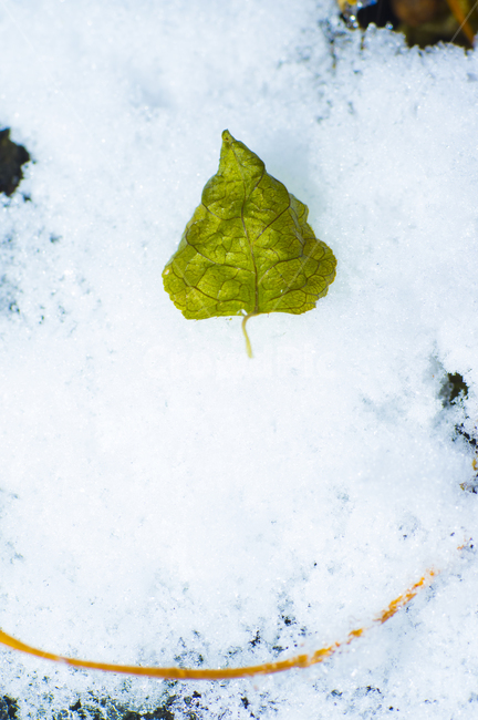 leaf,잎,식물,plant,눈,눈사람,겨울풍경,겨울,겨울,계절,winter,season