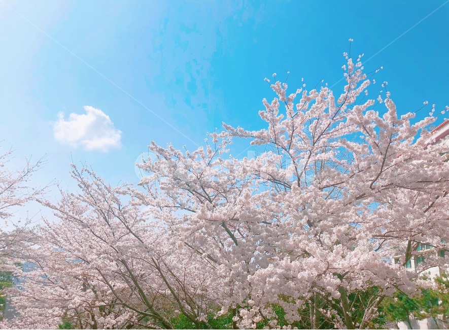 식물,flower,꽃,blossom,봄,벚꽃,하늘,자연