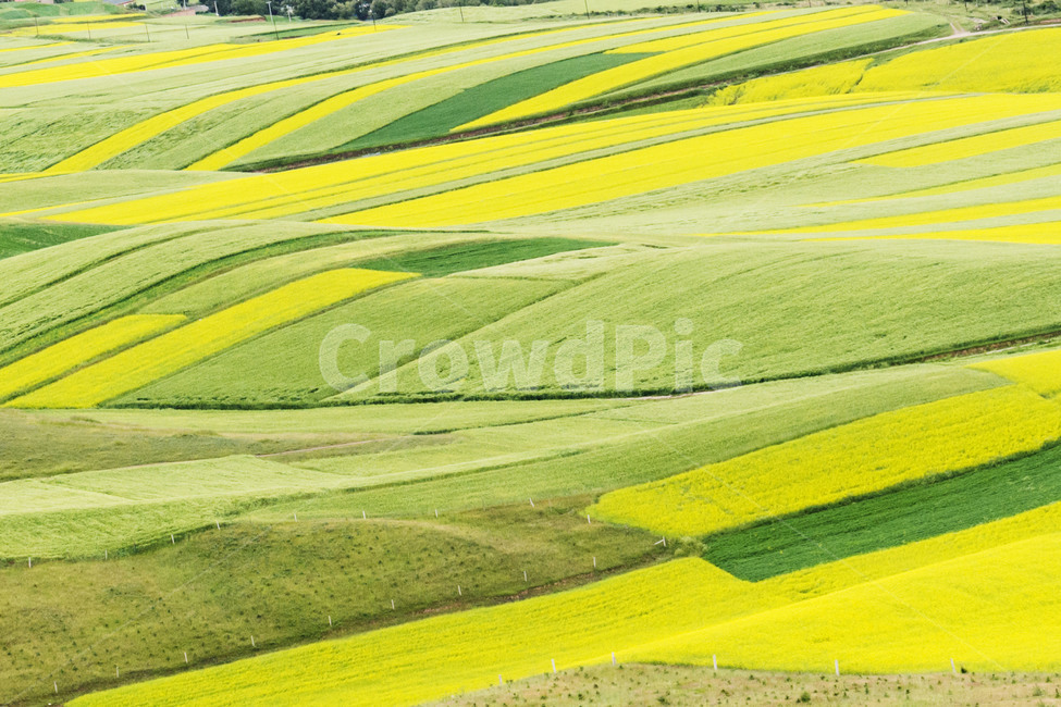 유채,문원,내몽고,몽골,초원,자연,outdoors,nature,자연,풍경,nature,landscape,색깔,색상,색채,색감,color sense,color sensitivity,feeling of color