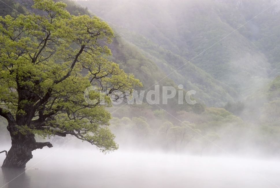 자연,주왕산,주산지,물안개,버드나무,자연,풍경,nature,landscape,한국자연풍경,한국자연경관,korea nature landscape,weather,날씨,fog,안개,outdoors,옥외,mist