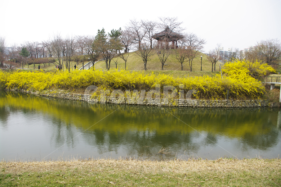 호수,나무,공원,식물,plant,봄,spring,계절,개나리,봄꽃,풍경,봄,계절,spring,season,자연,풍경,nature,landscape,water,물,outdoors,옥외,land,땅