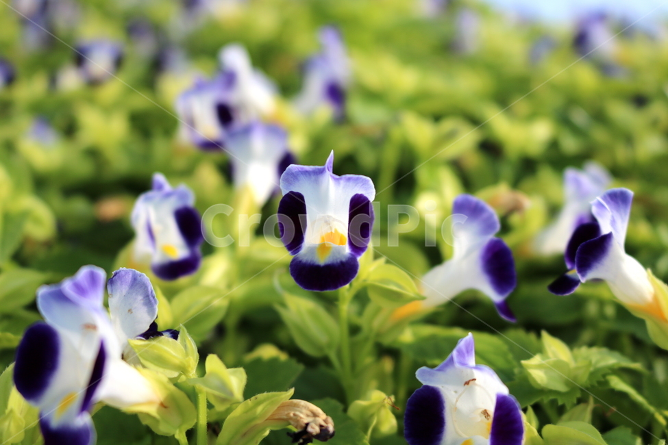 토레니아,꽃,토레니아꽃,식물,여름,가을,현삼과,꽃밭,식물,자연,plants,nature,꽃,flower