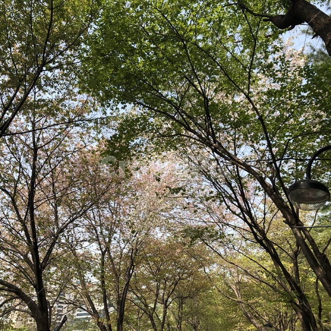 나무,벚꽃,봄,하늘,소풍
