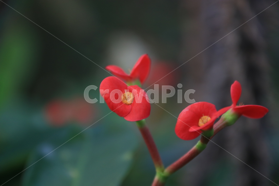 plant,leaf,잎,하얀꽃,꽃기린,flower,꽃,꽃잎,식물,식물,자연,plants,nature,꽃,flower