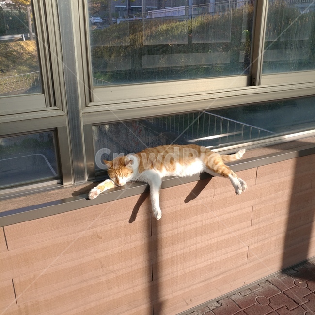 고양이,캣,cats,cat,햇살,노른,동물,따뜻,동물,animal,포유류,mammal,고양이,cat,kitten,kitty
