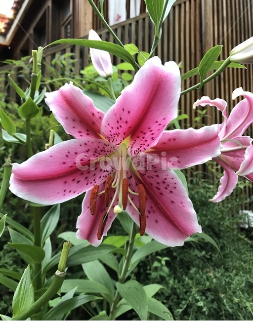 flower,플라워,자연,식물,꽃,식물,자연,plants,nature,꽃,flower
