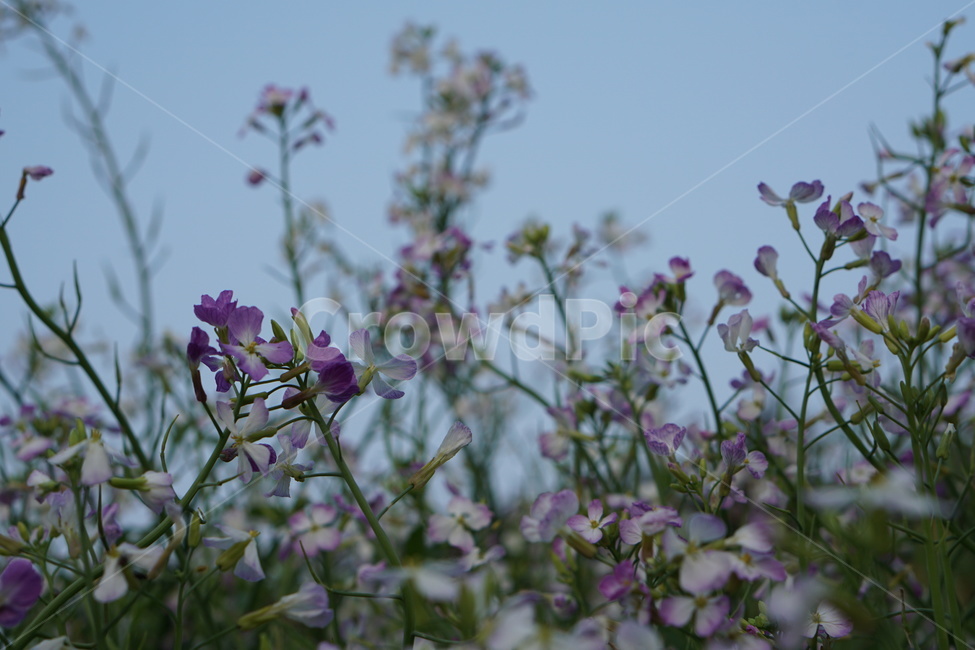 꽃,무꽃,무,봄,자연,채소,식물,자연,plants,nature,꽃,flower