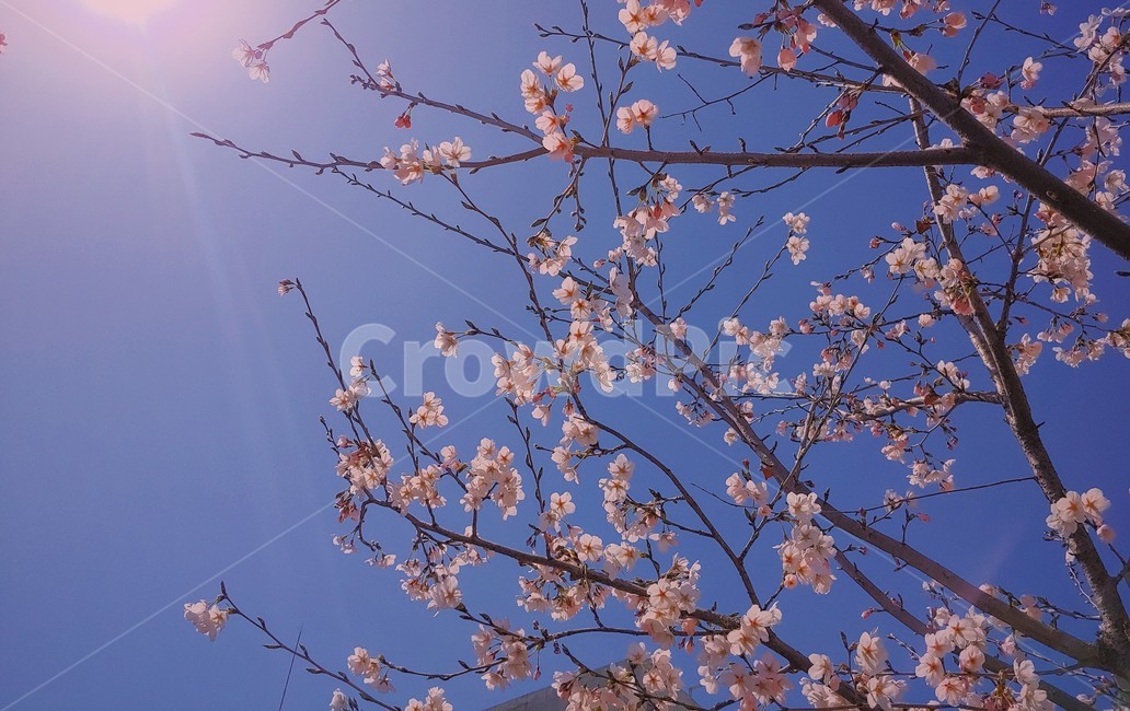 꽃,봄,벚꽃,계절,배경,나무,개화,감성,풍경,flower,wood,하늘,nature,plant,blossom