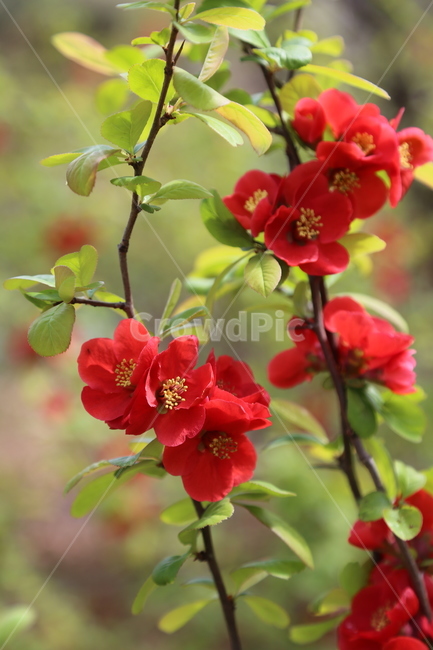 명자꽃,산당화,꽃,붉은색꽃,봄꽃,식물,자연,plants,nature,꽃,flower