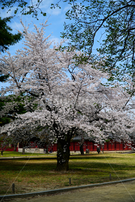 창경궁,벚꽃,벚꽃나무,하늘,봄,서울,한국,대한민국,korea,spring,changgyeonggungpalace,palace,changgyeonggung,seoul,cherryblossom,tree,자연,nature,식물,plants,한국적인,한국자연,한국풍경,경치,landscpae,4월,april,봄꽃,구름,sky,cloud,왕궁,궁전,궁궐,식물,자연,plants,nature,나무,trees,wood
