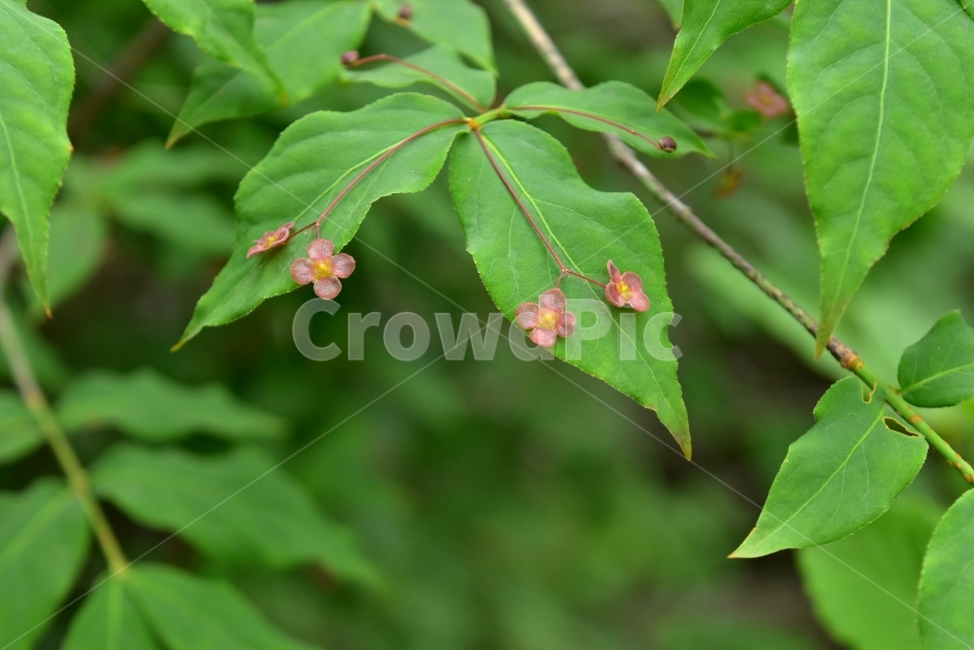 회목나무,야생화,꽃,생태,식물,자연,들꽃,산꽃,여름,감성,힐링,플라워,계절,식생,시즌,wild,Flower,plants,nature,spring,season,배경,나무,목본,분홍색,브로치,젤리,식물,자연,plants,nature,꽃,flower